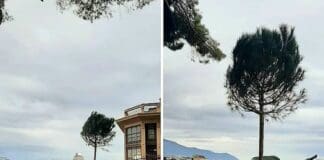 Castelletto, piantato il nuovo albero in Spianata e scatta l’ironia in rete: è pinuccio Pino Castelletto Spianata Pinuccio