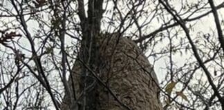 Cogorno, ritrovato enorme nido di vespa killer velutina Vespa velutina nido Cogorno