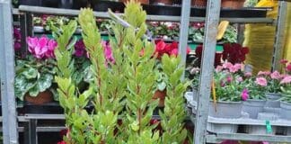 Genova, torna “regala un corbezzolo a Natale”, le piante verranno trapiantate Corbezzolo Natale