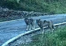 Lupi, anche i Carabinieri Forestali confermano: aumentano e non è un male Lupi De Cresi