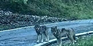 Lupi, allarme cani e gatti divorati, ma i dati ufficiali non confermano Lupi De Cresi