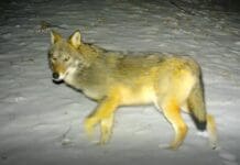 Aumentano gli avvistamenti di Lupi in Liguria, ecco perché non ci si deve preoccupare Lupo fototrappolaggio