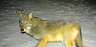 Genova, proiettili di gomma per i Lupi? Gli ambientalisti minacciano denunce Lupo fototrappolaggio