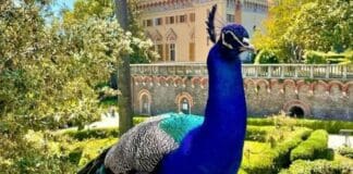 Arenzano, troppi pavoni nel Parco e per le strade, dovranno andarsene Pavoni arenzano, pavone