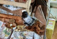 Genova, partono per un viaggio e lasciano animali abbandonati in casa animali abbandonati