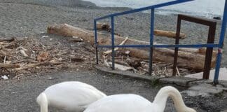 Pegli, i cigni sulla spiaggia a rischio, l’appello: non date pane e patatine Cigni di Pegli