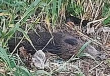 Cinghiali nel Bisagno, la Regione Liguria conferma focolaio peste suina, ma le carcasse? cinghiale morto Bisagno Genova 27 dicembre 2023