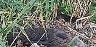 Genova, strage di cinghiali nel Bisagno e poche informazioni cinghiale morto Bisagno Genova 27 dicembre 2023