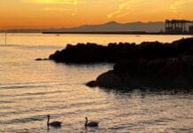 Pegli, torna la coppia di cigni sulla spiaggia Pegli cigni sulla spiaggia