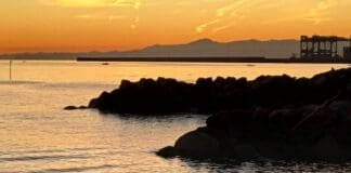 Pegli, torna la coppia di cigni sulla spiaggia Pegli cigni sulla spiaggia