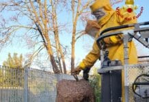 Sestri levante, enorme nido di vespa killer velutina rimosso dai Vigili del Fuoco Vespa velutina vigili fuoco Sestri Levante