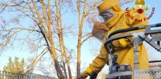 Vespa velutina, a Genova non è stato trovato nessun nido, appello a segnalare Vespa velutina vigili fuoco Sestri Levante