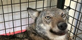 Savona, non sta bene la Lupa soccorsa ad Arenzano Lupa Ursula incidente Arenzano