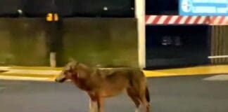 Genova, un lupo a spasso ai campi del Ligorna Lupo Ligorna Genova Struppa