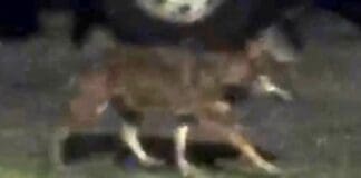 Genova, Lupo avvistato a Trensasco Lupo Trensasco