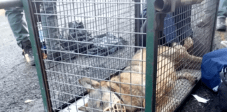 Genova, lupo nel parco dell’ex ospedale di Bolzaneto, catturato e allontanato Lupo catturato Bolzaneto