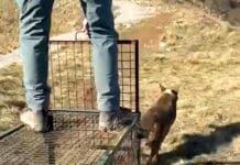 Genova, liberato sulle alture il lupo catturato a Bolzaneto Lupo liberato Genova