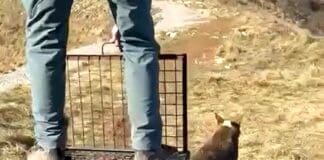 Il Lupo catturato a Bolzaneto e poi liberato è arrivato nel Savonese? Lupo liberato Genova