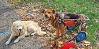 Albisola, artista di strada denuncia: vigile ha minacciato di sparare al mio cane Mara Gobbato cani Albisola