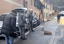 Bogliasco, capriolo precipita in una intercapedine, salvato capriolo salvato Bogliasco