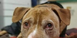 A Dolceacqua animali e padroni potranno essere sepolti insieme Shorty cane malato canile Monte Contessa