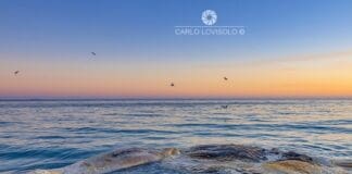 Finale Ligure, carcassa di balenottera sulla spiaggia balenottera spiaggiata Finale Ligure