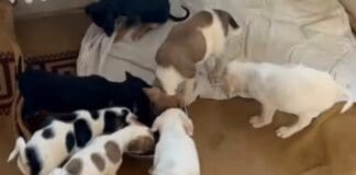 Savona, trovati 8 cuccioli abbandonati in uno scatolone, appello dell’Enpa Cuccioli salvati Savona