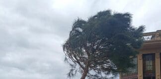 Genova, già in pericolo Pino Junior, l’alberello di Spianata Castelletto Pino junior Spianata castelletto