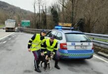 Genova, cane sull’Autostrada A7 Genova – Milano, salvato dalla polizia stradale polizia stradale cane salvato a7