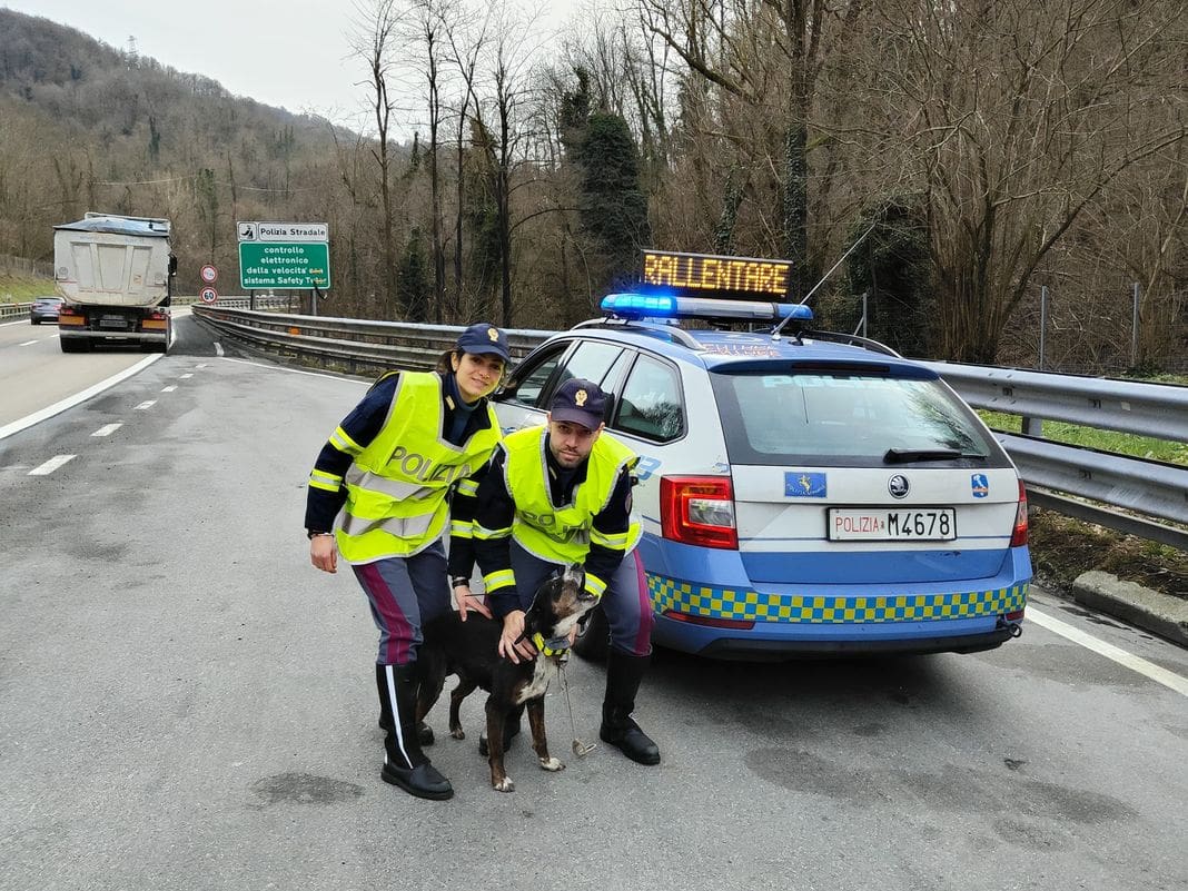 polizia stradale cane salvato a7