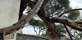 Maltempo nel Tigullio, a San Michele di Pagana cade un albero secolare albero caduto San Michele Pagana