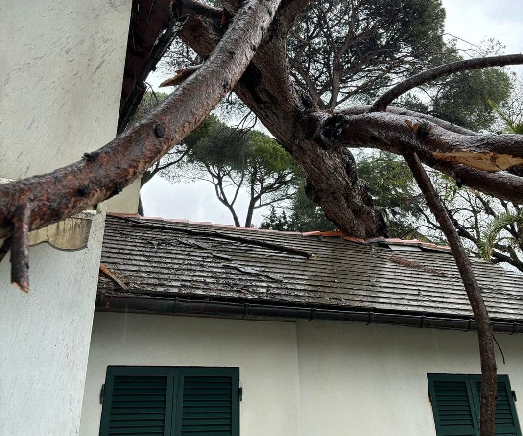 albero caduto San Michele Pagana