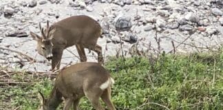 Genova, caprioli nel Bisagno, il mistero dei cinghiali scomparsi Caprioli Bisagno Genova
