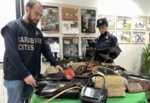 Genova, Borse fatte con animali in via di estinzione sulle bancarelle, blitz dei Carabinieri Cites sequestro borse cinture carabinieri