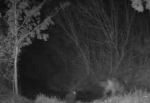 I Lupi mangiano i gatti? Il video che mostra la verità Lupi gatto