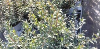 San Valentino a Genova, la proposta: regalare un Mirto per far crescere il verde Mirto