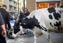 Sanremo, l’appello degli ambientalisti per salvare la mucca Ercolina Mucca Ercolina Sanremo