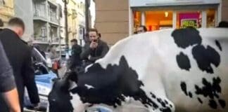 Sanremo, l’appello degli ambientalisti per salvare la mucca Ercolina Mucca Ercolina Sanremo