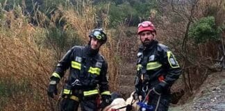 Genova, capra fugge al padrone e cade in un dirupo, salvata dai vigili del Fuoco Vigili del fuoco salvataggio capra