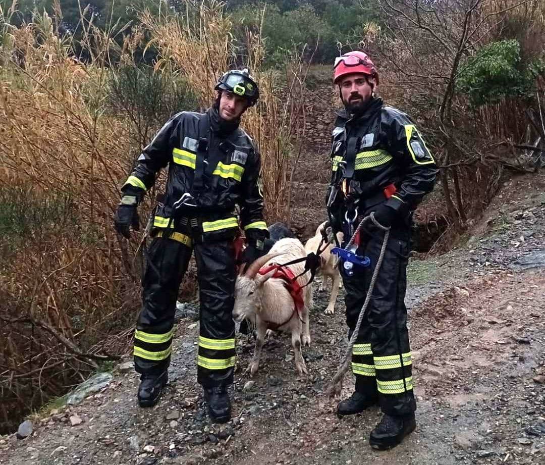 Vigili del fuoco salvataggio capra