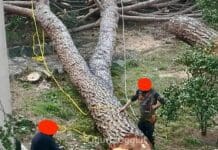Genova, pini secolari da abbattere a Brignole, la sfida dei tecnici del verde albaro alberi abbattuti
