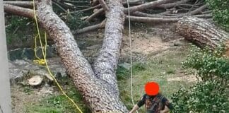 Genova, alberi secolari di Brignole verranno abbattuti questa sera albaro alberi abbattuti