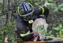 Moneglia, cerca di recuperare il cane e resta bloccato in una scarpata, salvati insieme Cane salvataggio Moneglia