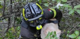 Moneglia, cerca di recuperare il cane e resta bloccato in una scarpata, salvati insieme Cane salvataggio Moneglia