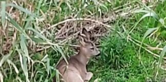 Genova, nel Bisagno scompaiono i cinghiali e arrivano i caprioli capriolo Bisagno