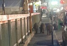 Genova, incidente moto contro cinghiale in corso Europa, ferito il motociclista cinghiali strada via Timavo