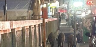 Genova, incidente moto contro cinghiale in corso Europa, ferito il motociclista cinghiali strada via Timavo