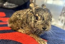 Albenga, salvato un cucciolo di lepre in difficoltà Lepre, leprotto, mini lepre