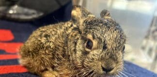 Albenga, salvato un cucciolo di lepre in difficoltà Lepre, leprotto, mini lepre