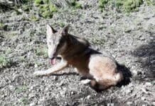 Toirano, libero e sano il Lupo imprigionato in un terrazzo Lupo Toirano